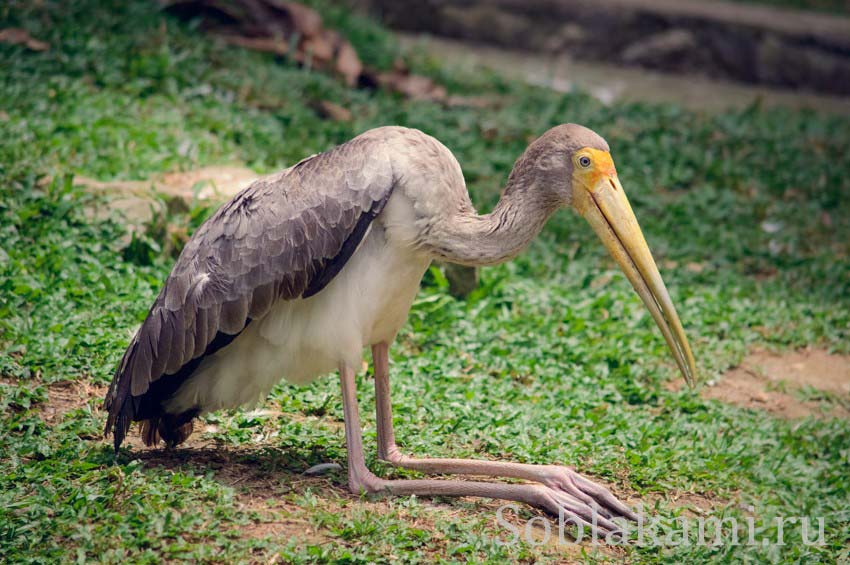 Парк птиц в Куала-Лумпуре: охота аистов и гигантский пеликан