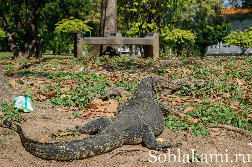 Люмпини парк в Бангкоке: озера, вараны и черепахи 