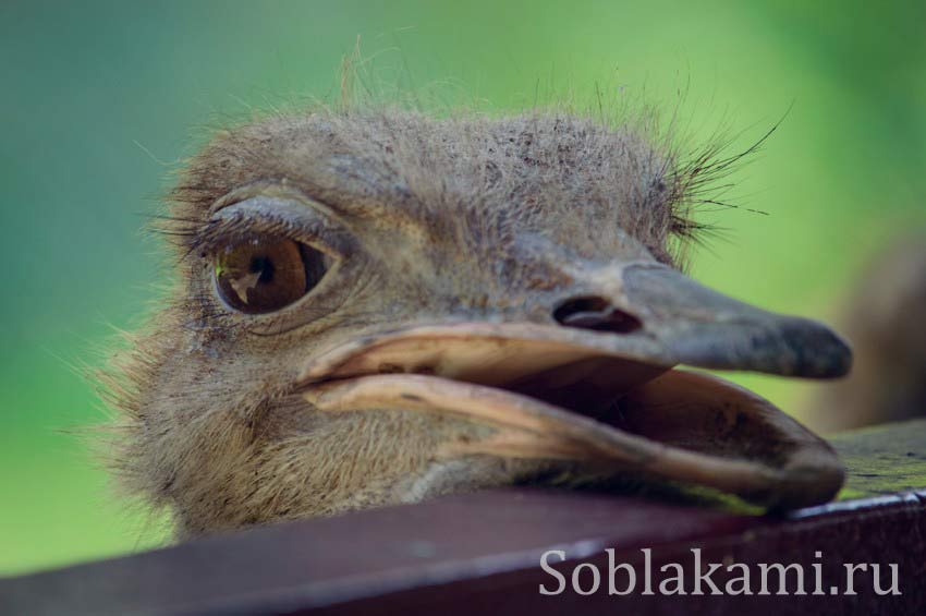 Парк дикой природы на Лангкави (Bird Paradise Wildlife Park Langkawi)