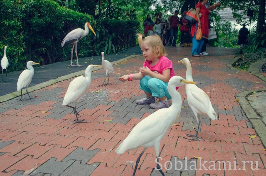 Парк птиц в Куала-Лупуре