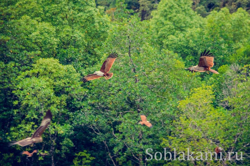 Мангровые леса на Лангкави: фотоотчет о самостоятельной экскурсии