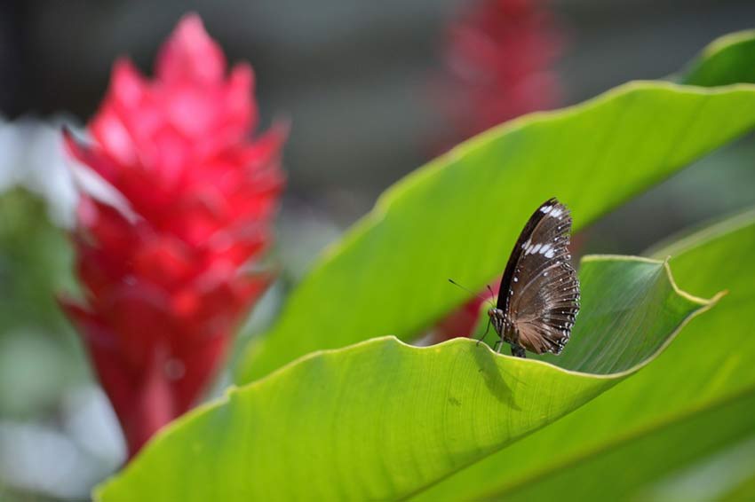 Сад бабочек в Пуэрто Принцессе, остров Палаван, Филиппины, Butterfly Garden in Puerto Princesa Palawan Island Philippines