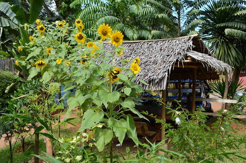 Сад бабочек в Пуэрто Принцессе, остров Палаван, Филиппины, Butterfly Garden in Puerto Princesa Palawan Island Philippines