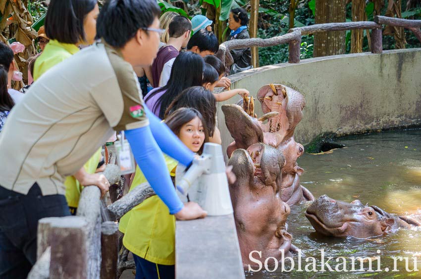 зоопарк в Чиангмае, фото, отзывы, карта