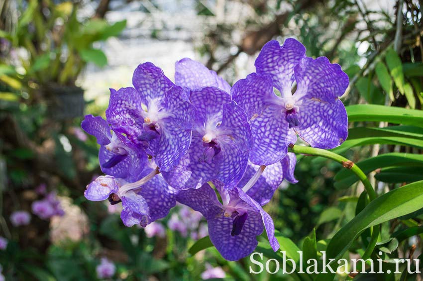 Flora Royal Park Rajapruek Chiangmai, фото, отзывы